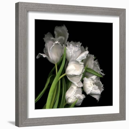 Frayed Tulips-Magda Indigo-Framed Photographic Print