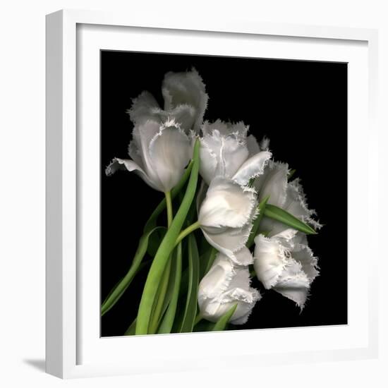 Frayed Tulips-Magda Indigo-Framed Photographic Print