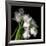 Frayed Tulips-Magda Indigo-Framed Photographic Print