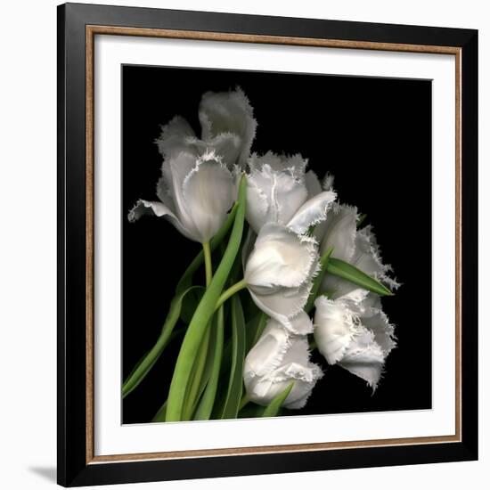 Frayed Tulips-Magda Indigo-Framed Photographic Print