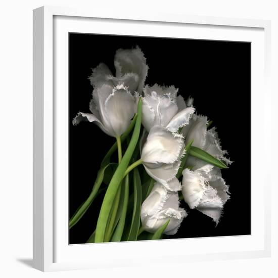 Frayed Tulips-Magda Indigo-Framed Photographic Print