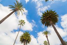 Amazing Palm Tree in Beverly Hills, California - USA-Frazao-Photographic Print