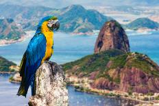 Blue and Yellow Macaw in Rio De Janeiro, Brazil-Frazao-Framed Photographic Print