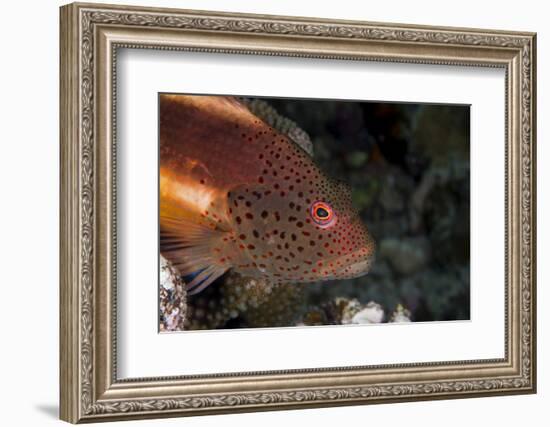 Freckled Hawkfish (Paracirrhites Forsteri) a Reef Fish That Feeds on Small Fish and Shrimps-Louise Murray-Framed Photographic Print