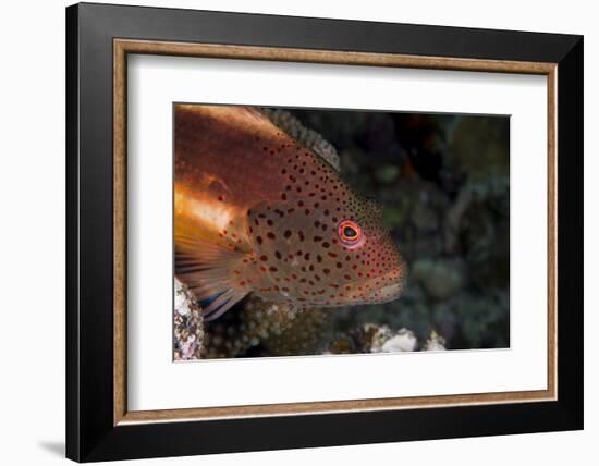 Freckled Hawkfish (Paracirrhites Forsteri) a Reef Fish That Feeds on Small Fish and Shrimps-Louise Murray-Framed Photographic Print