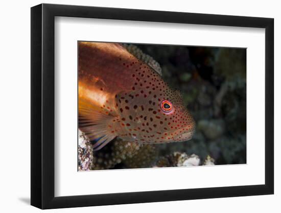 Freckled Hawkfish (Paracirrhites Forsteri) a Reef Fish That Feeds on Small Fish and Shrimps-Louise Murray-Framed Photographic Print