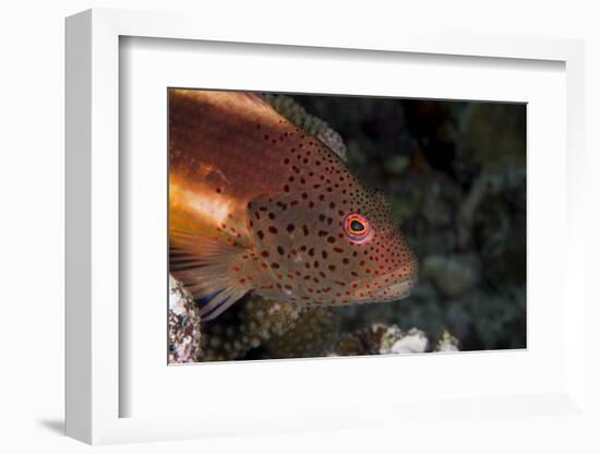 Freckled Hawkfish (Paracirrhites Forsteri) a Reef Fish That Feeds on Small Fish and Shrimps-Louise Murray-Framed Photographic Print