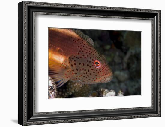 Freckled Hawkfish (Paracirrhites Forsteri) a Reef Fish That Feeds on Small Fish and Shrimps-Louise Murray-Framed Photographic Print