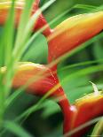 Heliconia Flower (Bird of Paradise), Tropical Rainforest, Dominica, Caribbean, Central America-Fred Friberg-Photographic Print