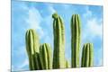 Premium Giclee Print