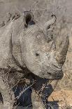 South Ngala Private Game Reserve. Close-up of White Rhino-Fred Lord-Photographic Print