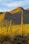 USA, Arizona, Tucson. Desert sunset in Saguaro National Park.-Fred Lord-Photographic Print