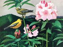 White Headed Woodpecker-Fred Ludekens-Giclee Print