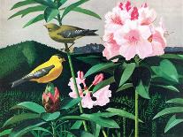 Goldfinch-Fred Ludekens-Giclee Print