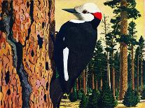 White Headed Woodpecker-Fred Ludekens-Giclee Print