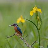 European Kingfisher with Prey with Yellow Iris Flowers-Fred Van Wijk-Mounted Photographic Print