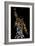 Freddie Mercury-Cristian Mielu-Framed Premium Giclee Print