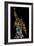 Freddie Mercury-Cristian Mielu-Framed Premium Giclee Print