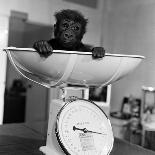Baby Gorilla, Tips the Scales at 8Lbs 12Ozs 1976-Freddie Reed-Mounted Photographic Print