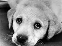 A Labrador puppy, 1978-Freddie Reed O.B.E.-Framed Premier Image Canvas