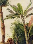 Banana Tree, C.1865-Frederic Edwin Church-Giclee Print
