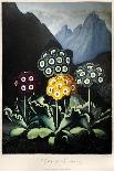 Thornton: Auriculas-Frederick Christian Lewis-Giclee Print