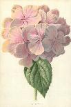 York and Lancaster Rose-Frederick Edward Hulme-Giclee Print