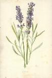 Lavender-Frederick Edward Hulme-Framed Giclee Print