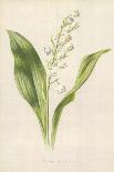 Lily of the Valley-Frederick Edward Hulme-Giclee Print