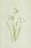 Tiny Daffodil-Frederick Edward Hulme-Giclee Print