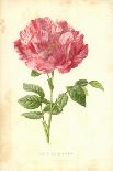 York and Lancaster Rose-Frederick Edward Hulme-Giclee Print