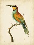 Nodder Tropical Bird III-Frederick P. Nodder-Framed Stretched Canvas