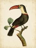 Nodder Tropical Bird III-Frederick P. Nodder-Art Print
