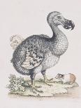 The Dodo-Frederick P. Nodder-Framed Giclee Print