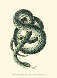 Vibrant Snake III-Frederick P^ Nodder-Art Print