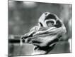 Photographic Print