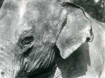 A Young Elephant Seal Reaching Backwards, London Zoo, 1930 (B/W Photo)-Frederick William Bond-Framed Premier Image Canvas