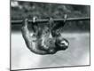 Photographic Print
