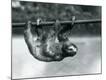 Photographic Print