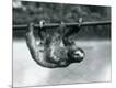 Photographic Print