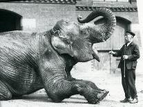 Female Indian Elephant 'Suffa Culli'-Frederick William Bond-Photographic Print