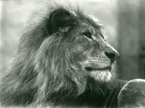Male Lion 'Kuja' at London Zoo in January 1925 (B/W Photo)-Frederick William Bond-Giclee Print