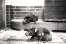 Male Lion 'Kuja' at London Zoo in January 1925 (B/W Photo)-Frederick William Bond-Giclee Print