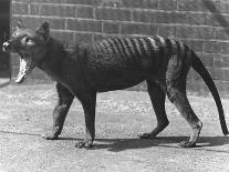 Male Lion 'Kuja' at London Zoo in January 1925 (B/W Photo)-Frederick William Bond-Giclee Print