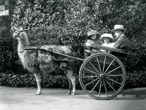 Three Visitors, Including Two Young Girls, Riding in a Cart Pulled by a Llama, London Zoo, C.1912-Frederick William Bond-Photographic Print