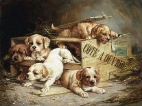 Tumbling Retriever Puppies-Frederico Olaria-Giclee Print