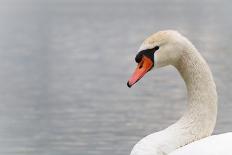 Swan-fredleonero-Framed Photographic Print