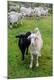 Photographic Print