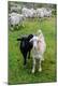 Premium Photographic Print
