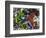 Free Again-Dan Monteavaro-Framed Giclee Print